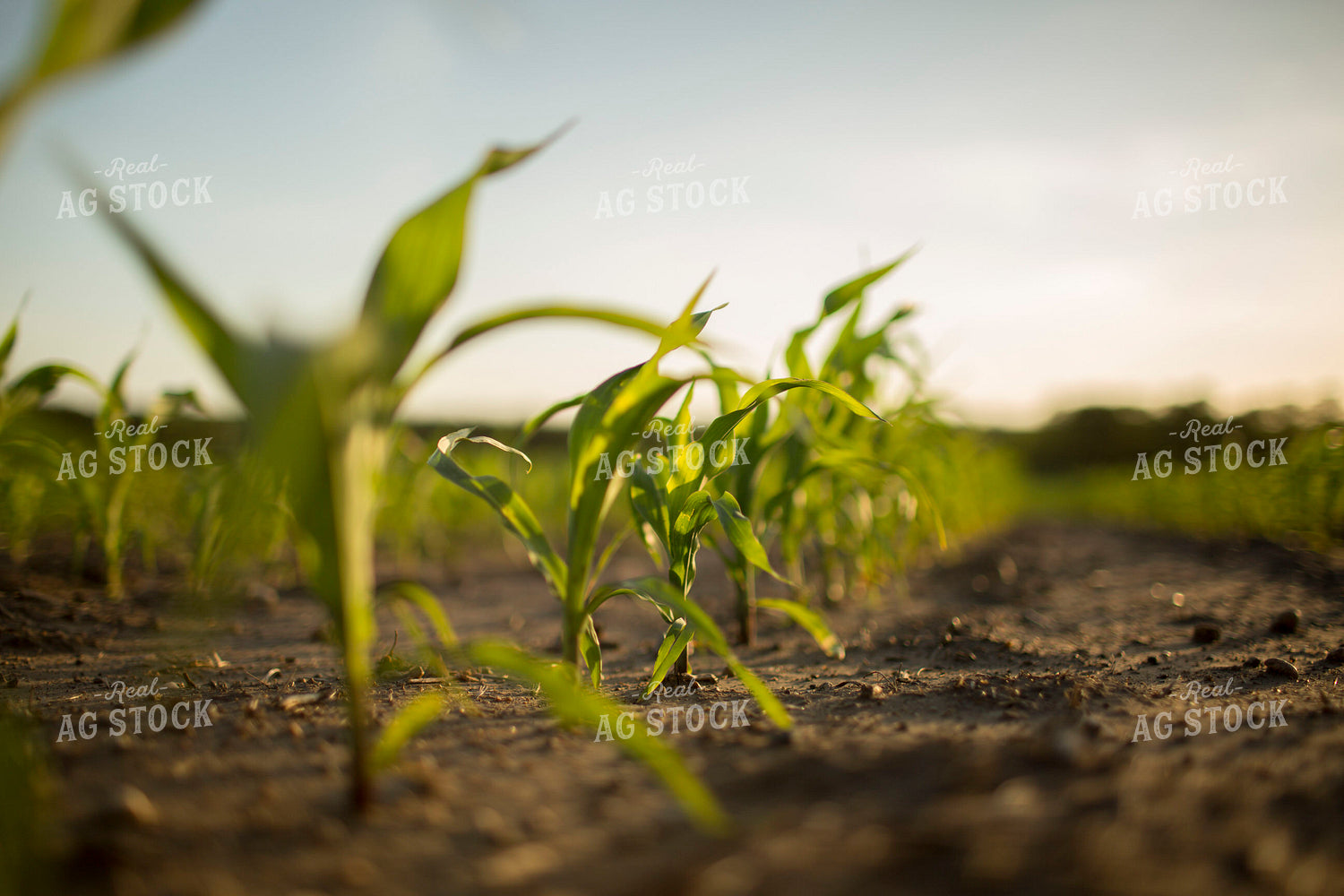 Corn - Early Growth 1068