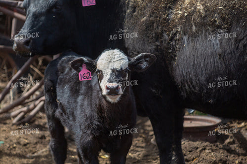 Cow Calf Pair 155397