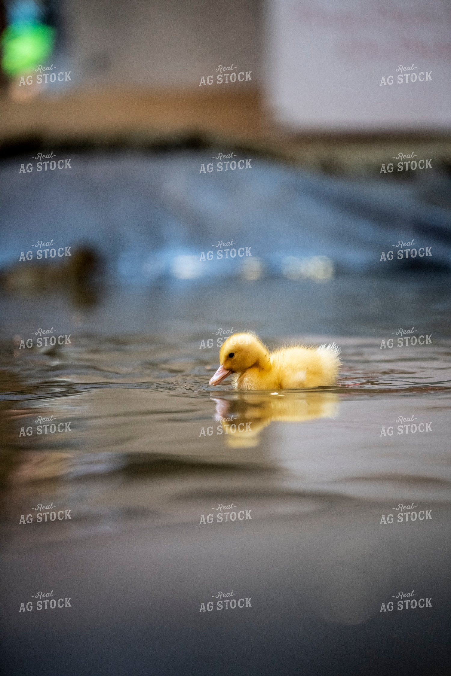 Duckling 197027
