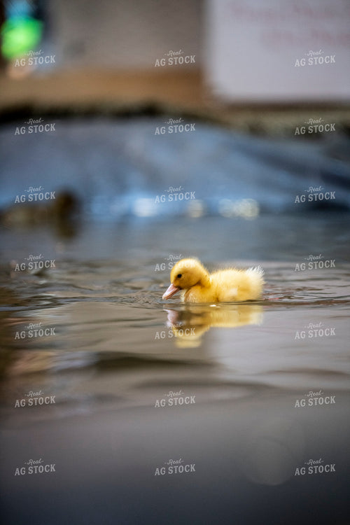 Duckling 197027