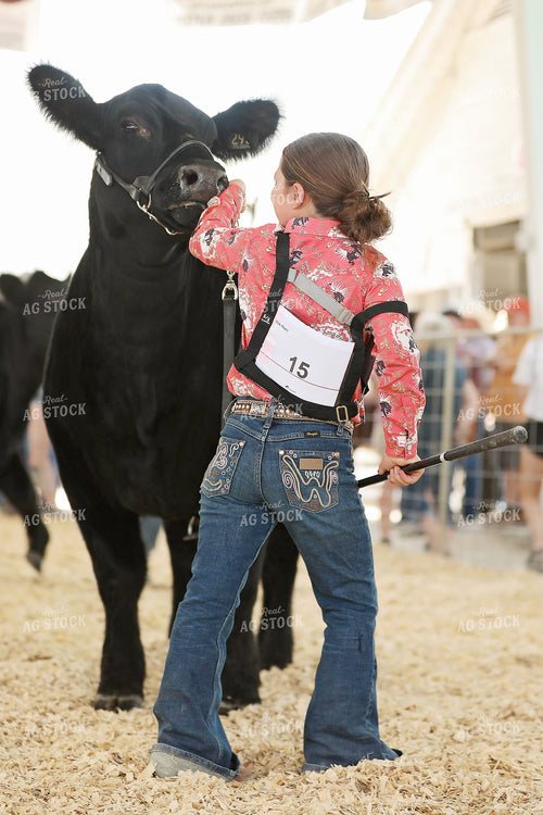 Showing Cattle 127106