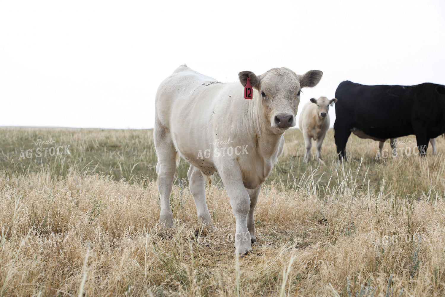 Cross Cattle on Pasture 117254