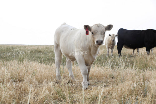 Cross Cattle on Pasture 117254