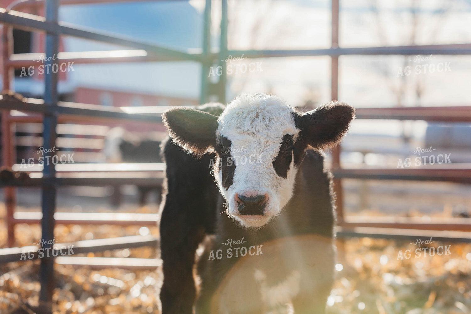 Simmental Calf 174037