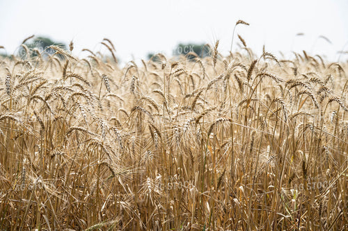 Wheat Field 91050