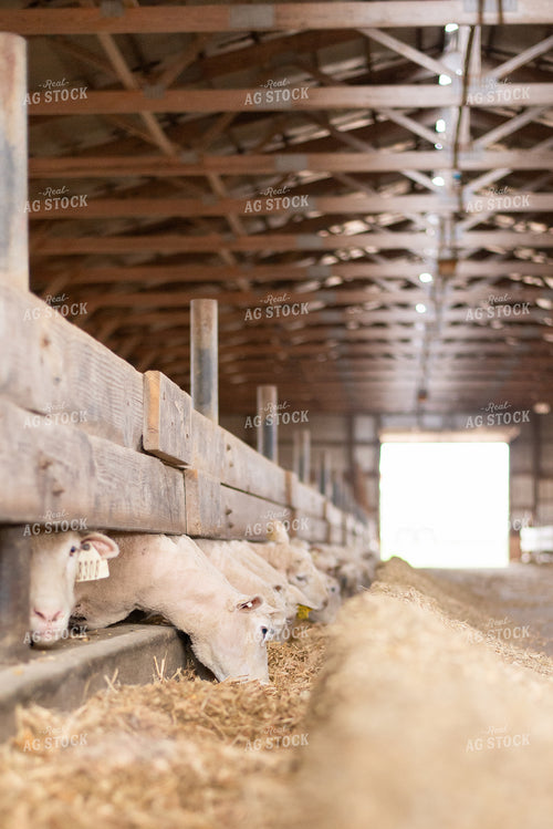 Sheep Eating Out of Trough 96031
