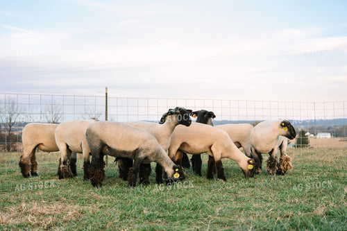 Sheep on Pasture 269021