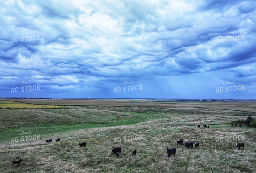 Cattle on Scenic Pasture 141415
