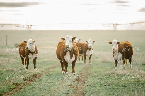 Hereford Cattle 258011