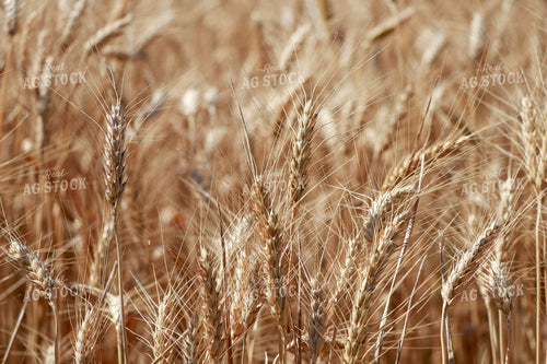 Dried Wheat Field 60025