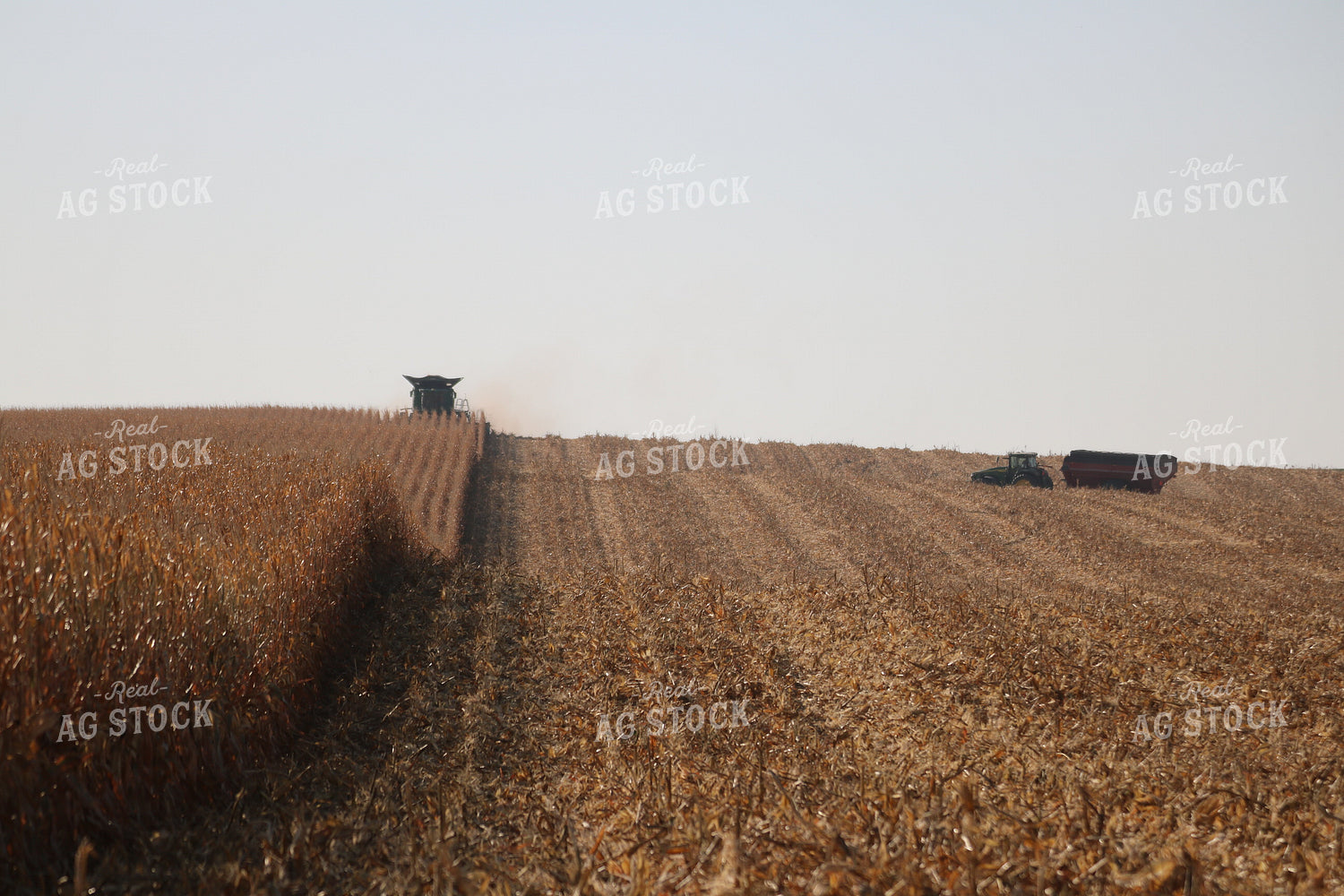 Corn Harvest 82109