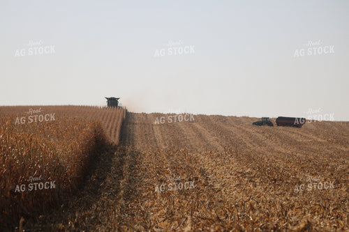 Corn Harvest 82109