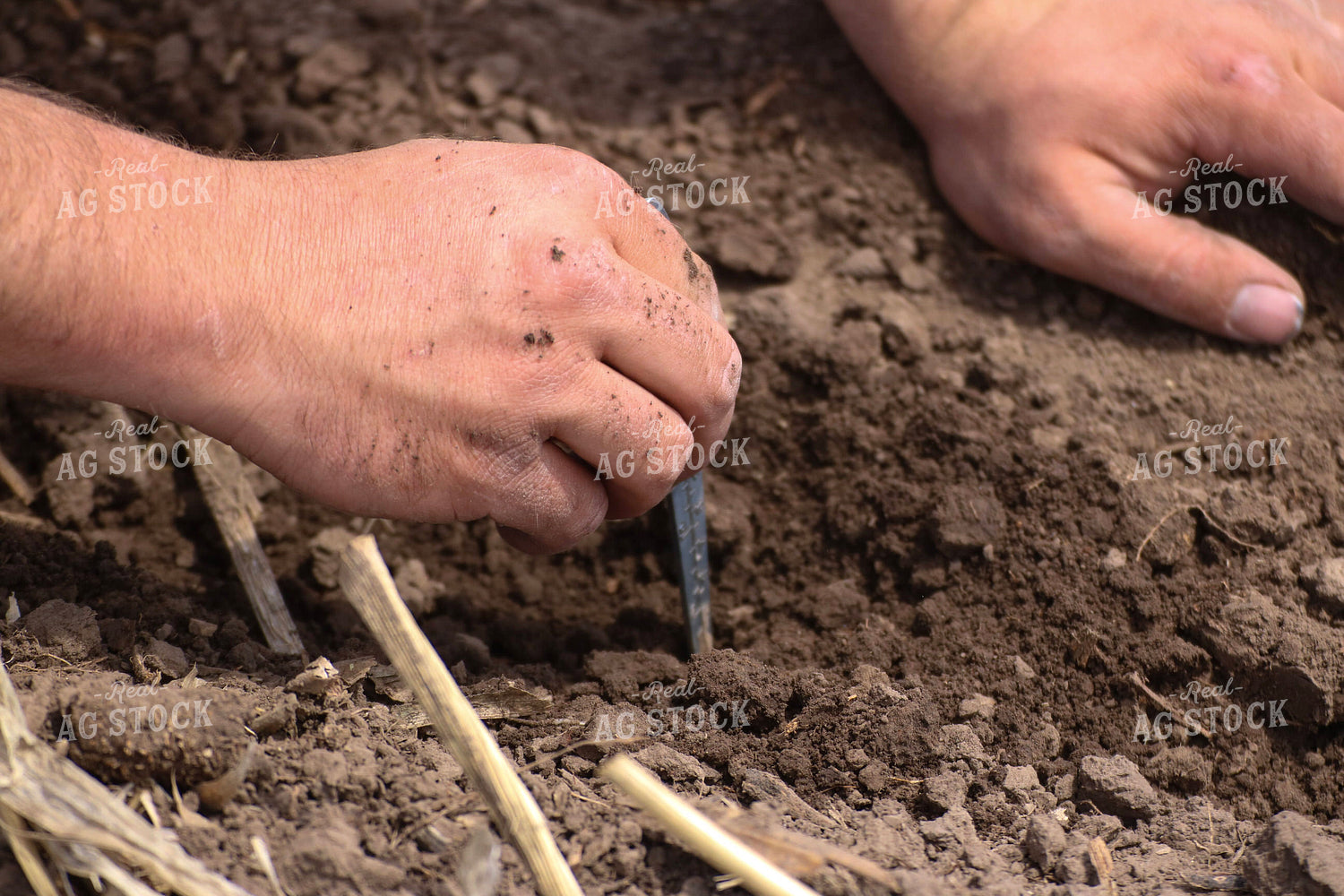 Farmer Checking Seed Depth 82419