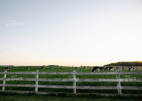 Holstein Cattle Grazing 178098