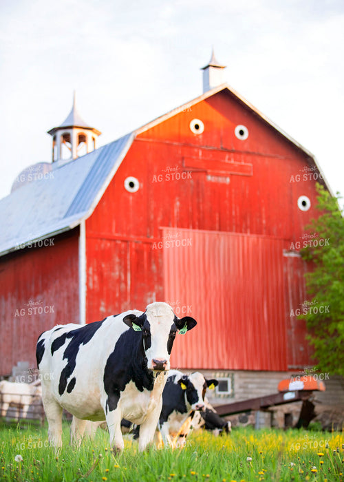 Dairy Cows in Pasture with Red Barn 55097