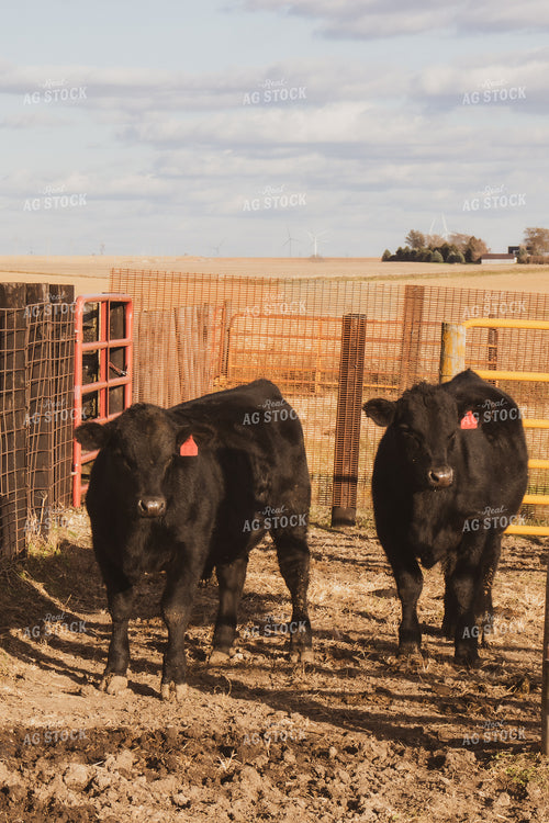 Angus Cattle in Pen 67048
