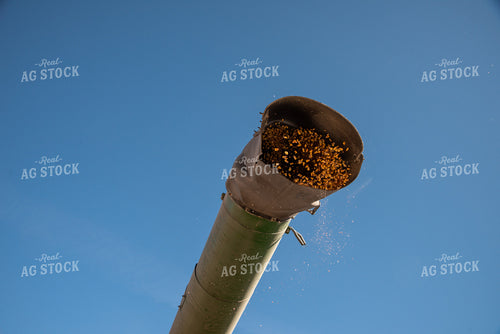 Corn Coming Out of Combine Auger 76299