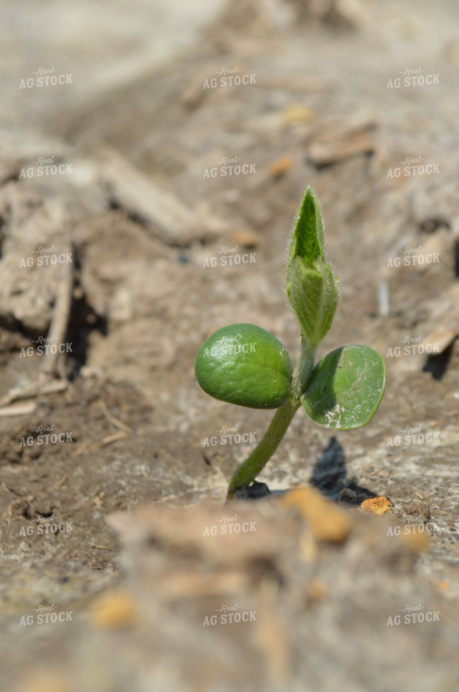 Early Growth Soybeans 206022