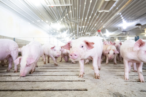 Piglets 168008