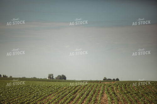Rows of Green Soybeans 4368