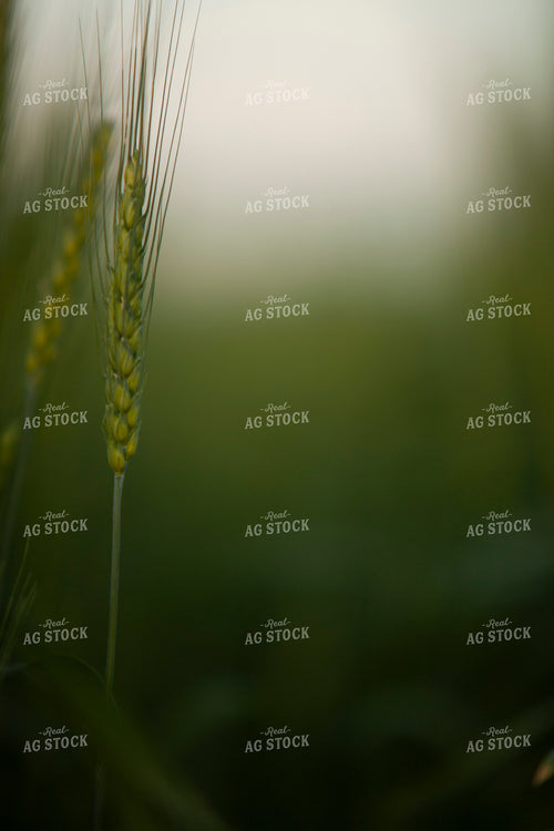 Wheat 2208