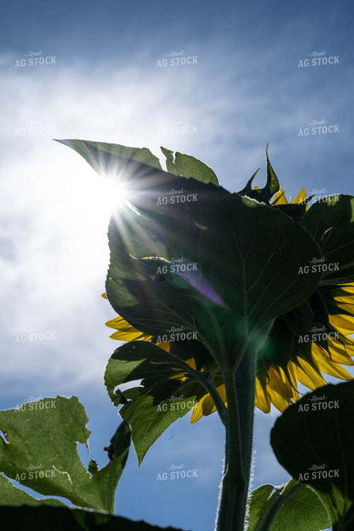 Bottom of Sunflower 91014