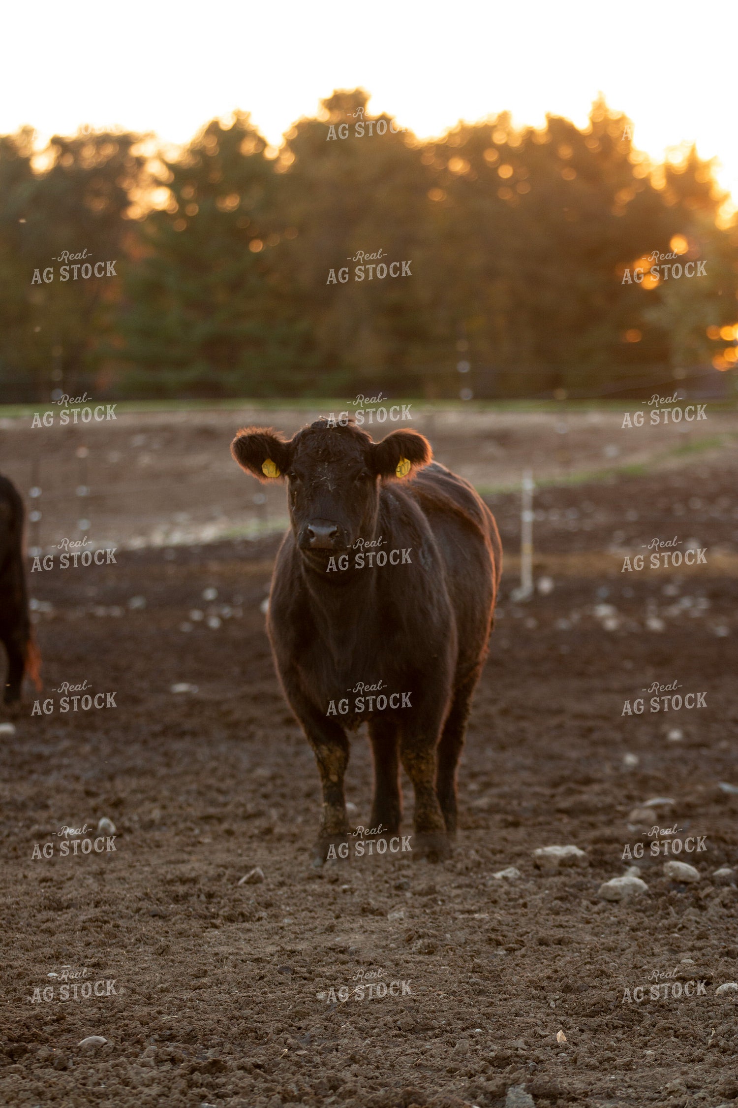 Black Angus Cattle 157241