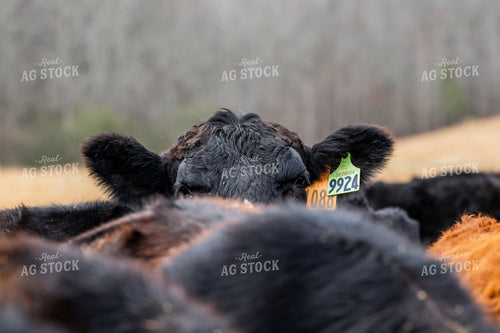 Ear Tags on Cattle 192043