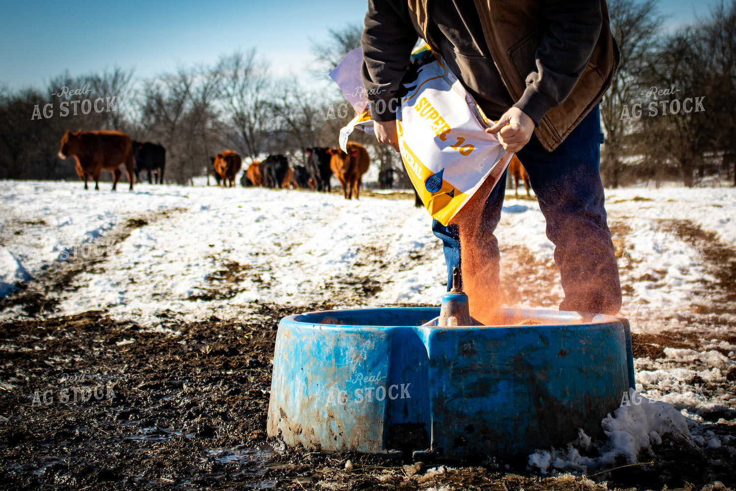 Pouring Mineral into Cattle Tub 214068