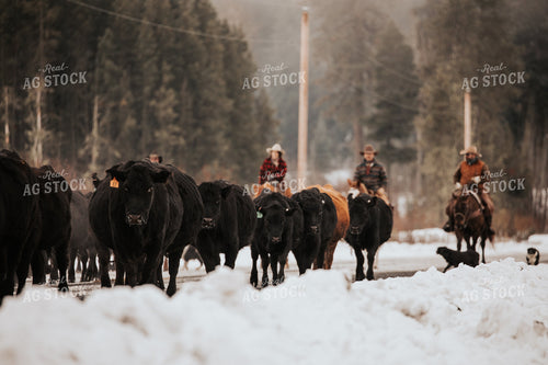Ranchers Herding Cattle 66087