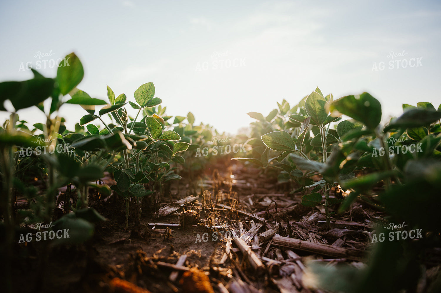 Early Growth Soybeans 125158