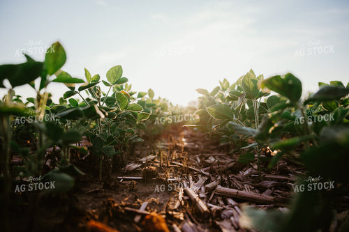 Early Growth Soybeans 125158