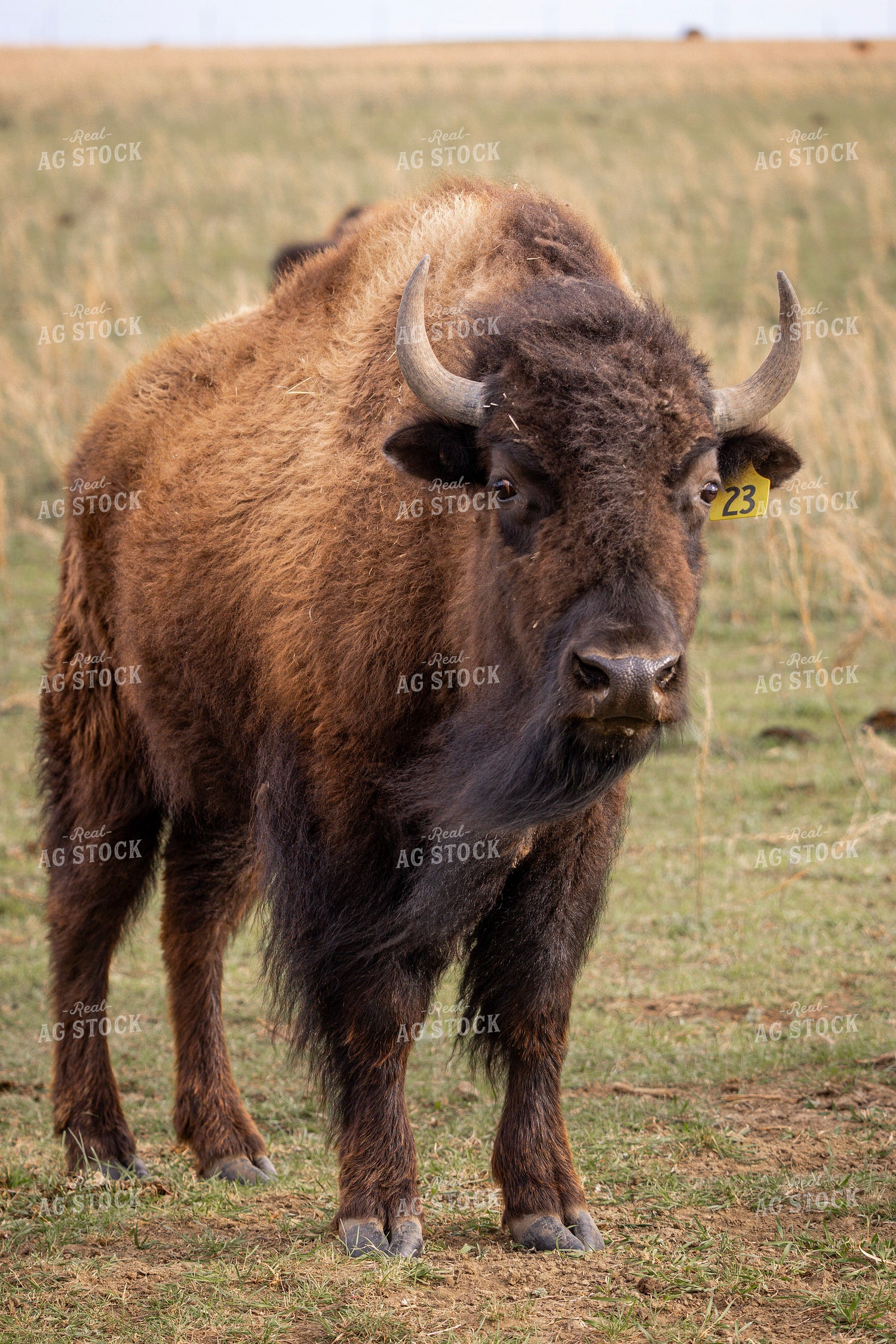Bison 187156