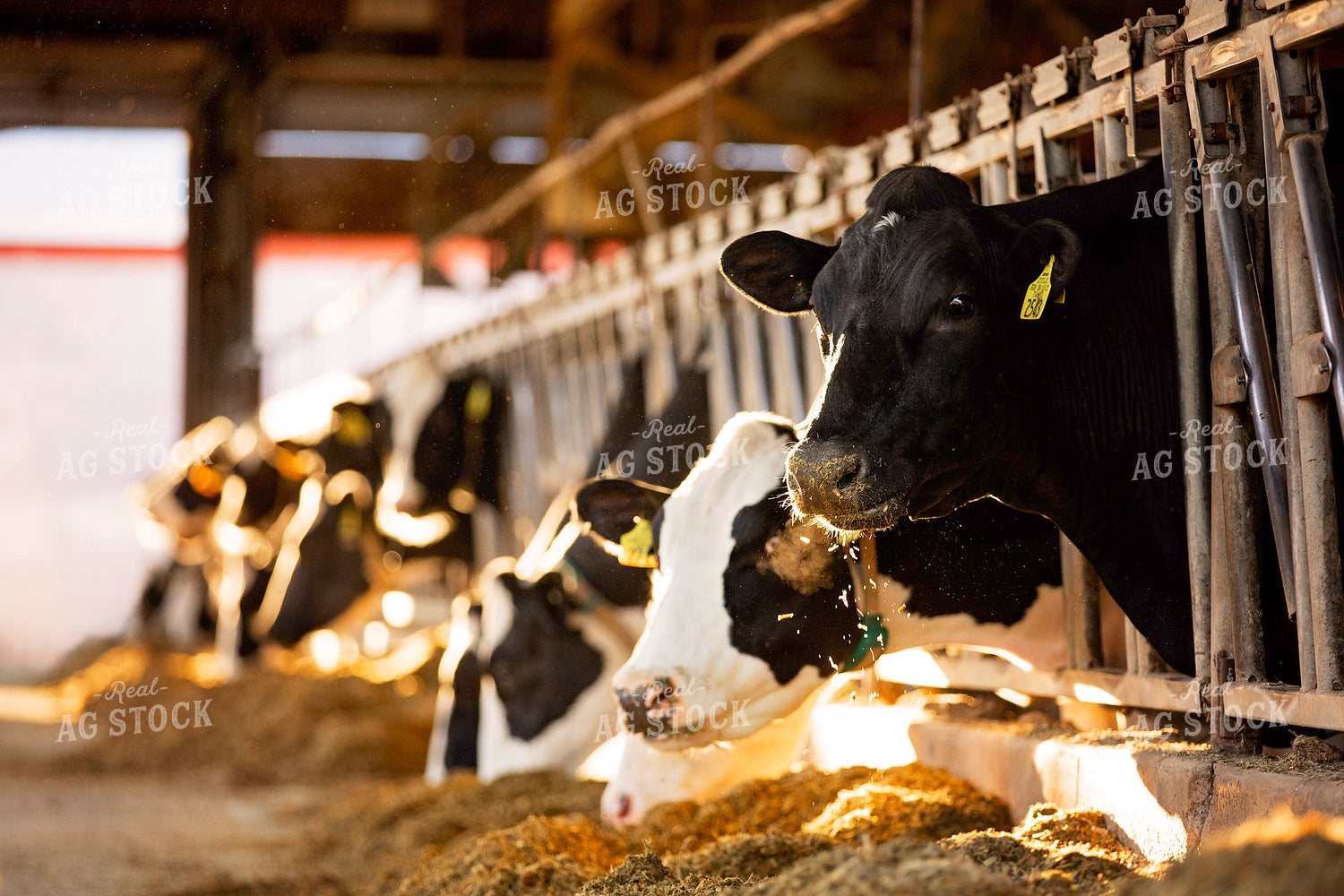 Dairy Cattle in Barn 55199