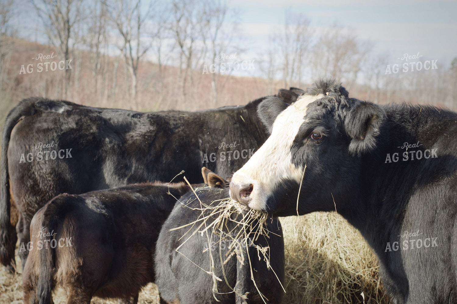 Cow Calf Pairs on Pasture 251130