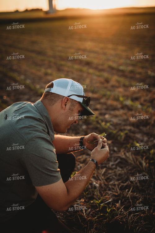 Farmer Agronomist Examining Corn Roots in Triticale Cover Crop Field 5910