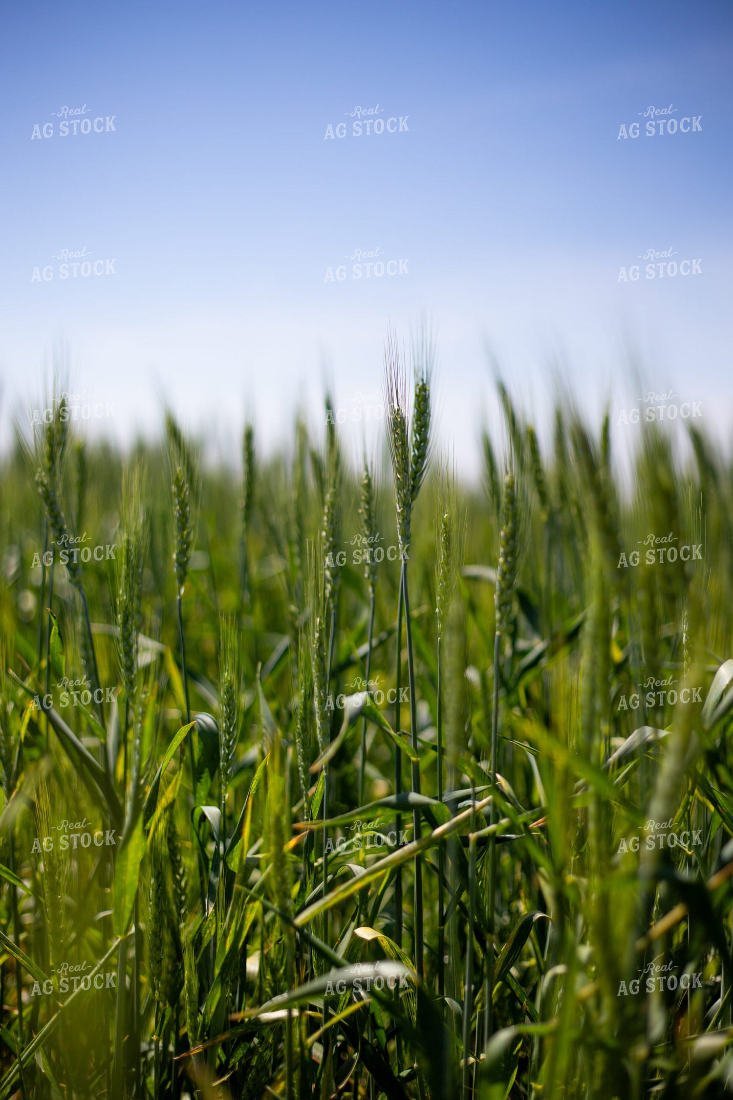 Mid-Season Wheat Field 208092