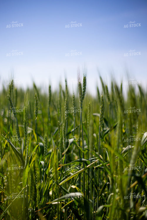 Mid-Season Wheat Field 208092