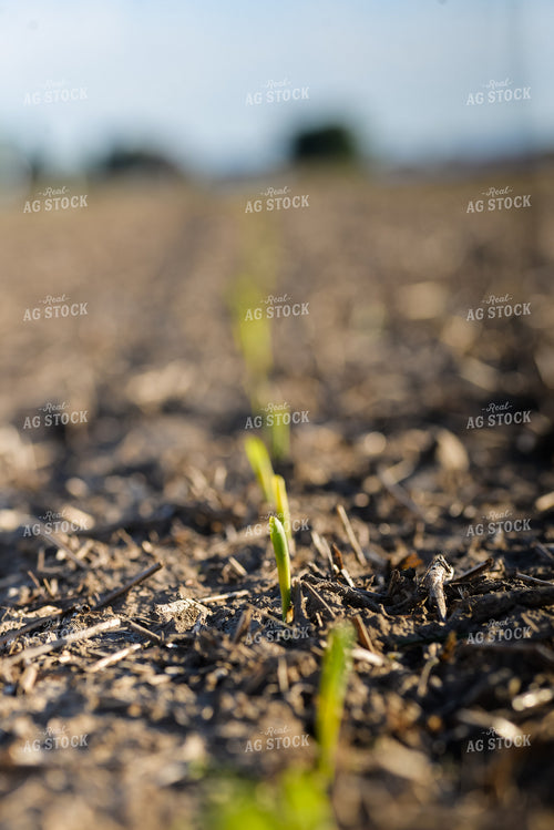 Early Growth Corn 151006
