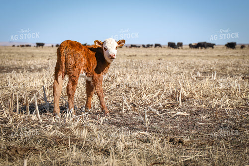 Hereford Calf 78170