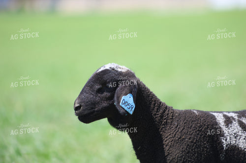 Lamb 84271