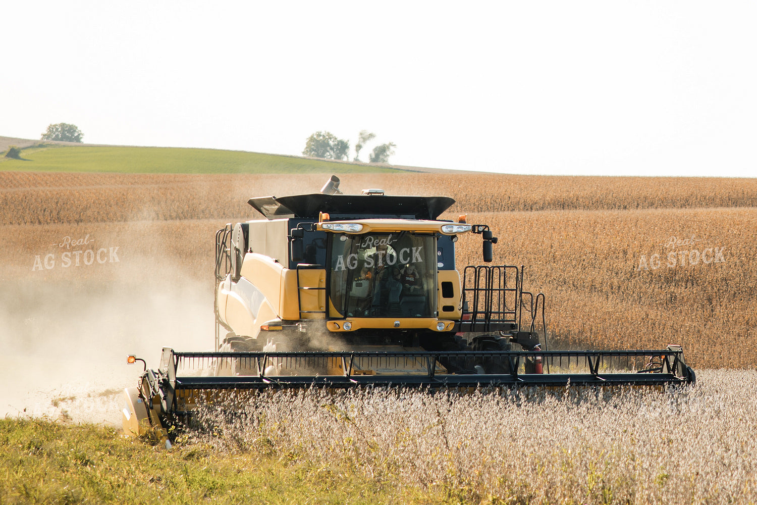 Soybean Harvest 215096