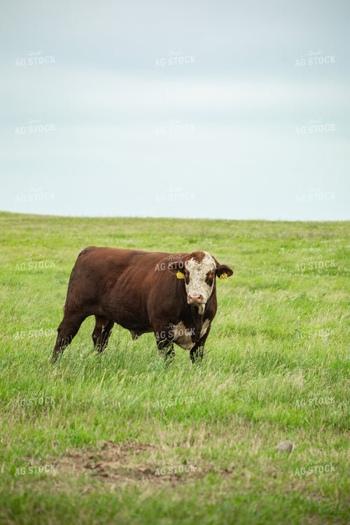 Hereford Bull on Pasture 155613