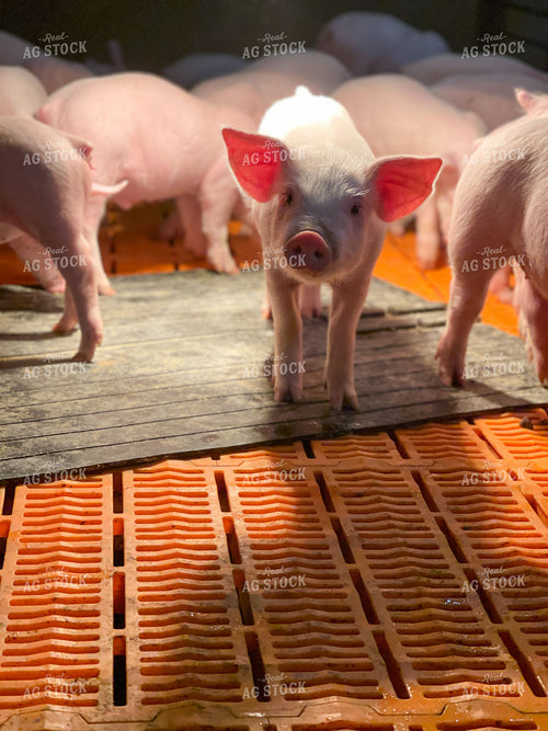 Piglets 103073