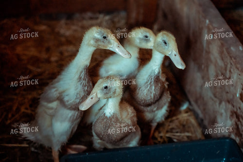 Adolescent Ducks 58077