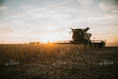 Soybean Harvest at Dusk 6999