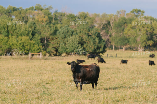 Black Angus Cattle on Pasture 68292