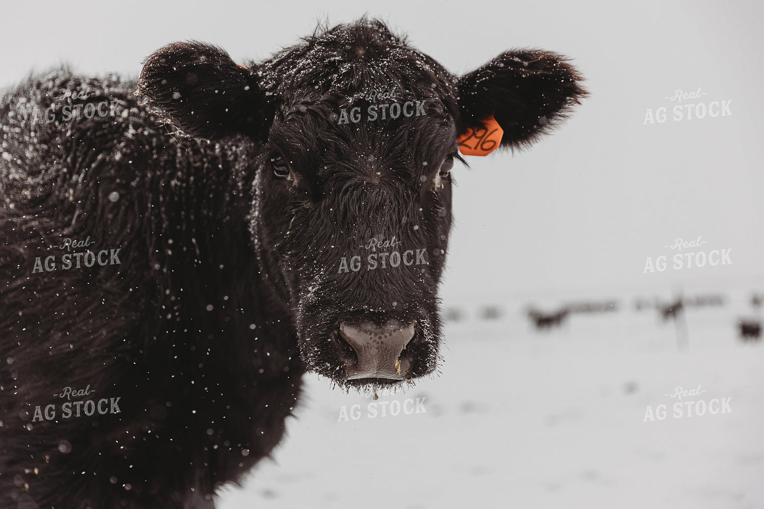 Angus Cow in Pasture 61117