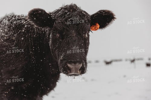 Angus Cow in Pasture 61117