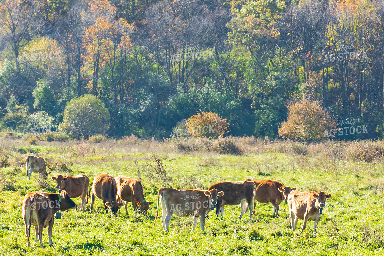 Jersey Cattle on Pasture 145099